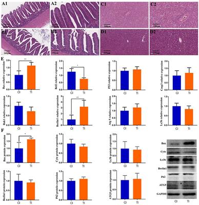 Pesticide thiram exposure alters the gut microbial diversity of chickens